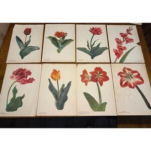 Flowers Drawn by Arlette Davids Text by Princess Bibesco prints Red  10x14”